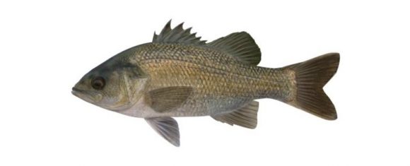 Australian Bass